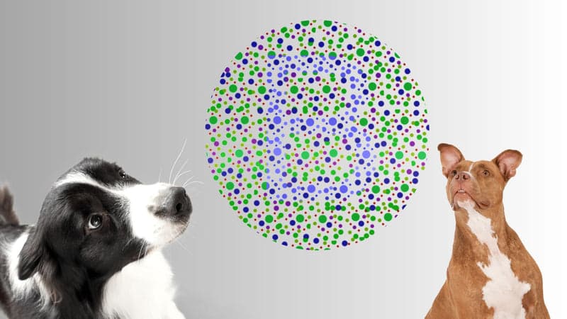 Fact Check: Are dogs color blind?