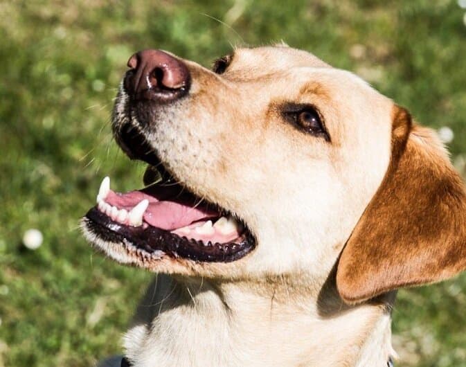 Fact Check: Are dogs omnivores?