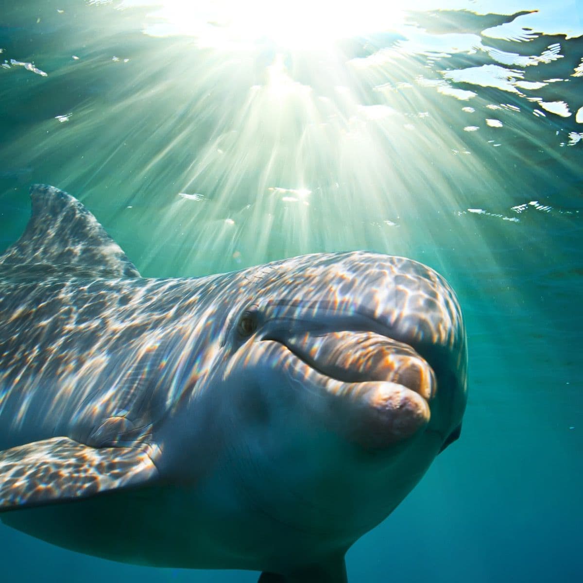 Fact Check: Are dolphins dangerous?