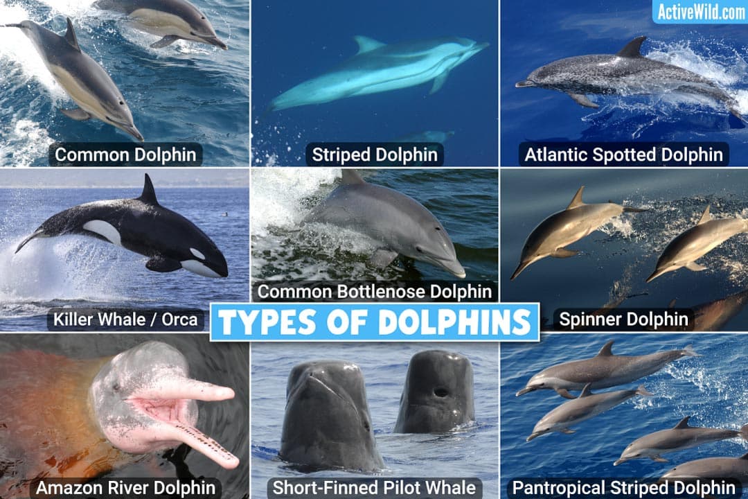 Fact Check: Are dolphins mammals?