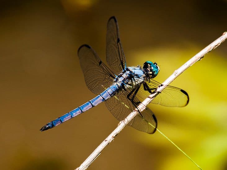 Fact Check: Are dragonflies dangerous?