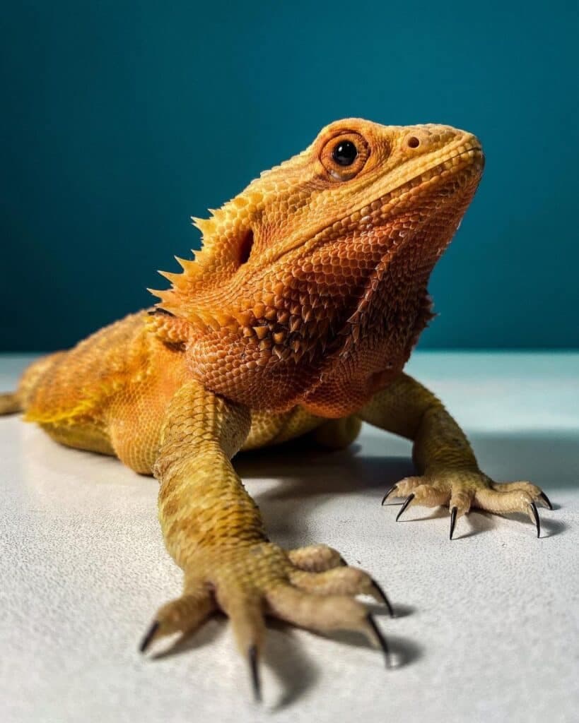 Fact Check: Are dragons reptiles?