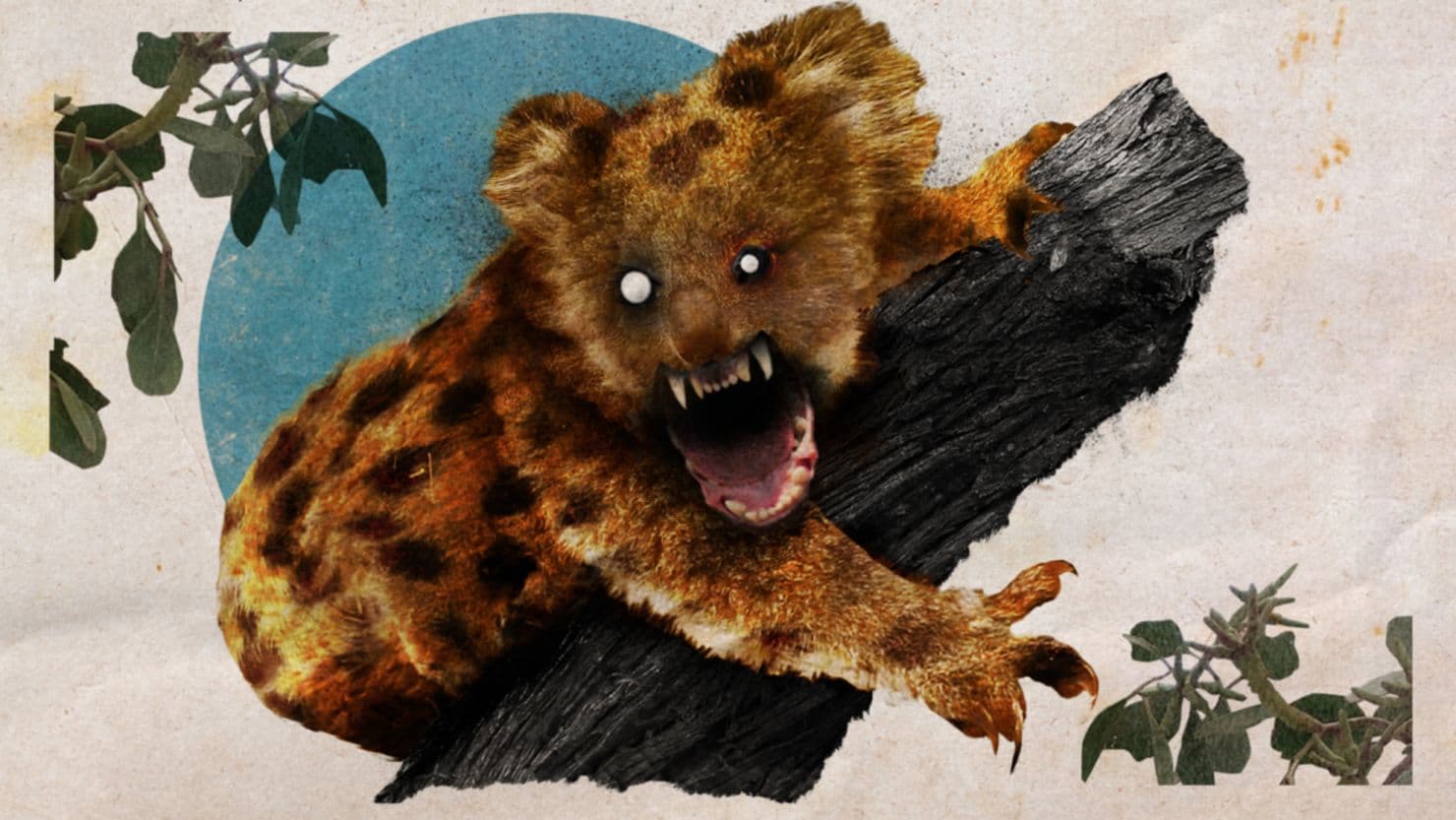 Fact Check: Are drop bears real?
