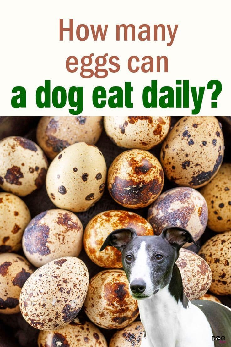 Fact Check: Are eggs good for dogs?
