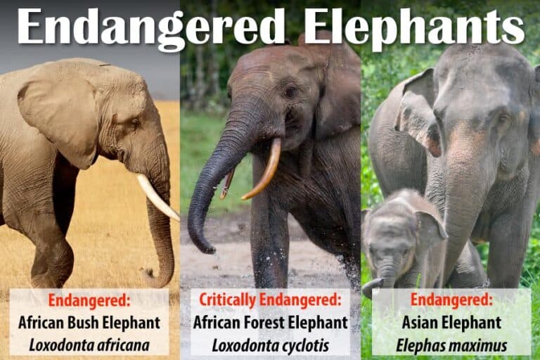 Fact Check: Are elephants endangered?