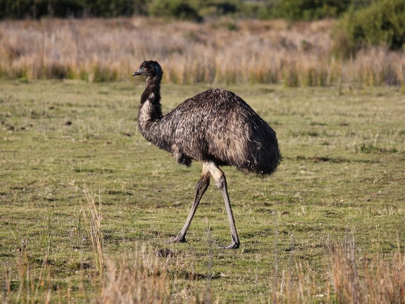 Fact Check: Are emus dangerous?