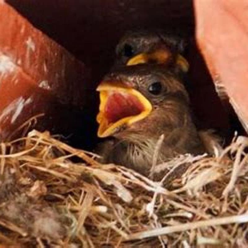 Fact Check: mother birds will not return to babies if they babies have been touched by humans
