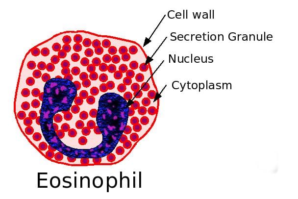 Fact Check: Are eosinophils granulocytes?