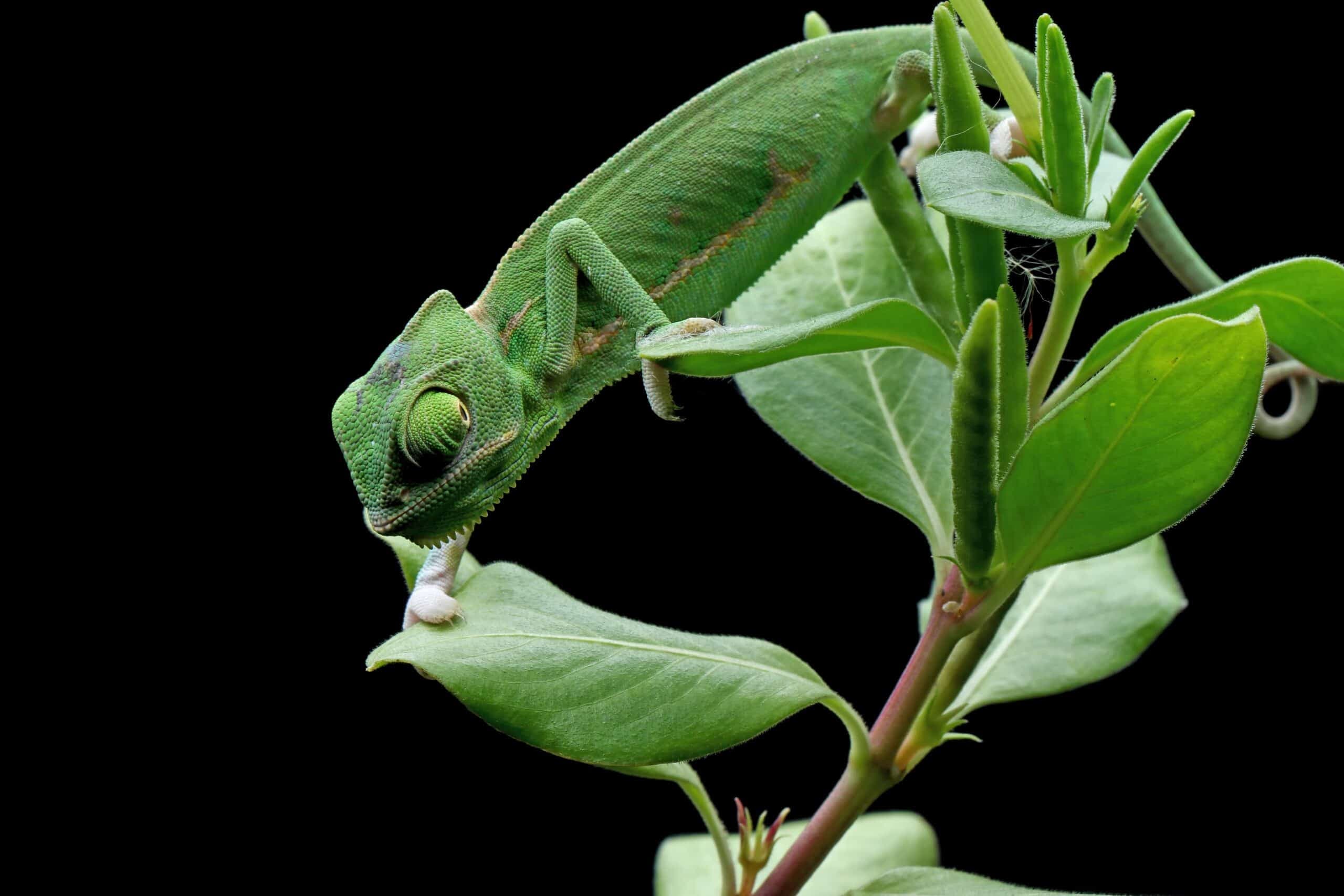 Fact Check: Are chameleons better than ferrets