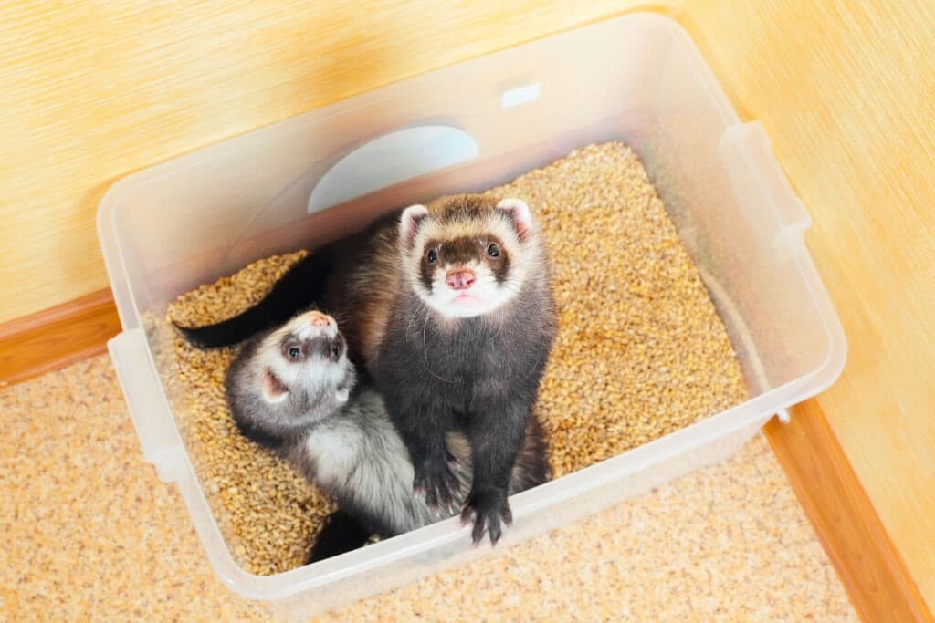 Fact Check: Are ferret smelly