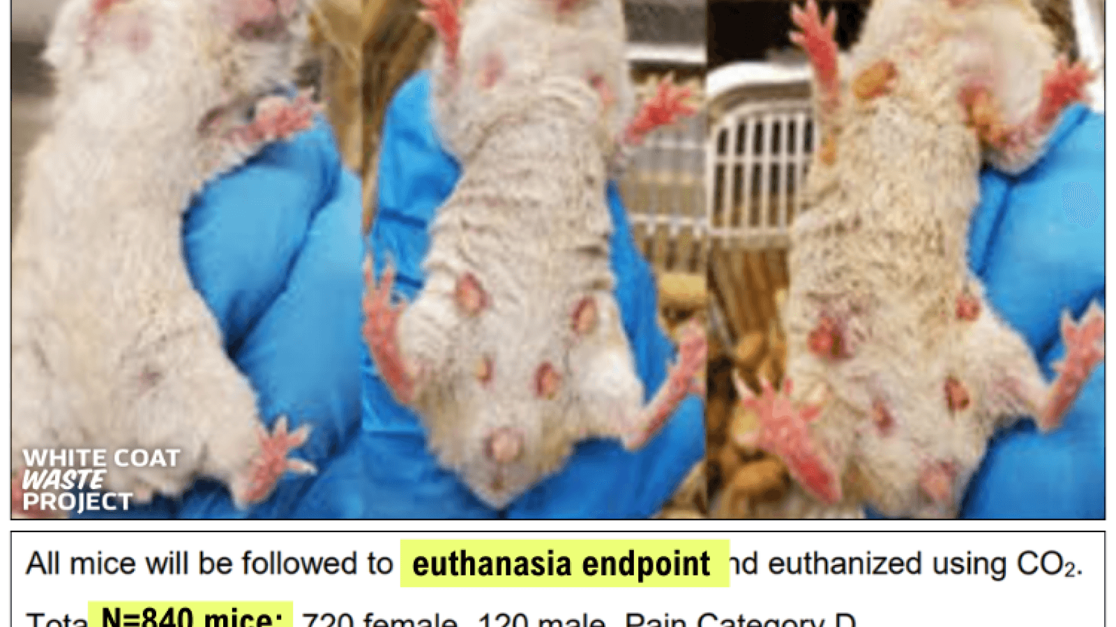 Fact Check: are transgender mice real
