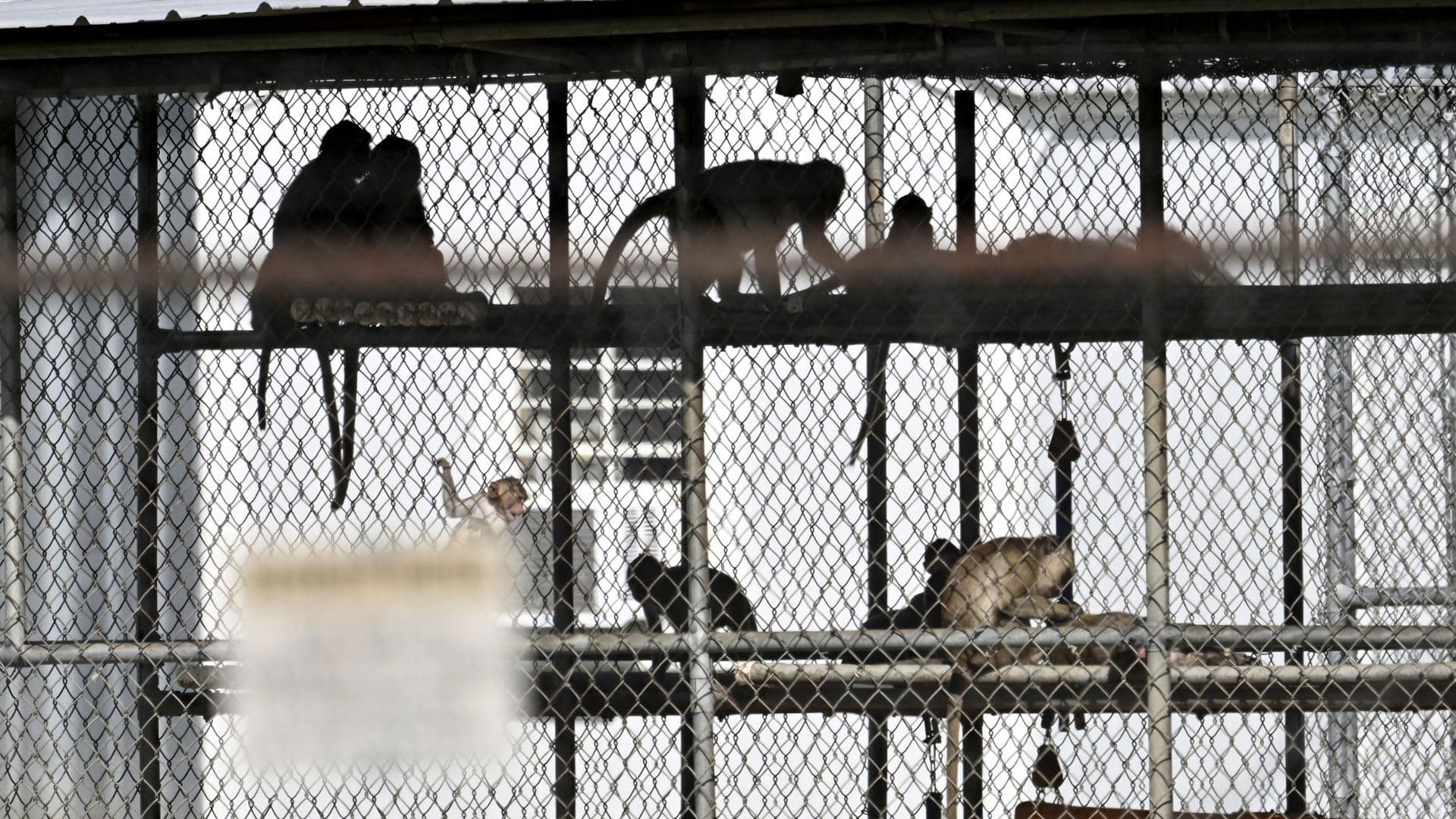 Fact Check: covid19 is a laboratory experiment that escaped for a china building