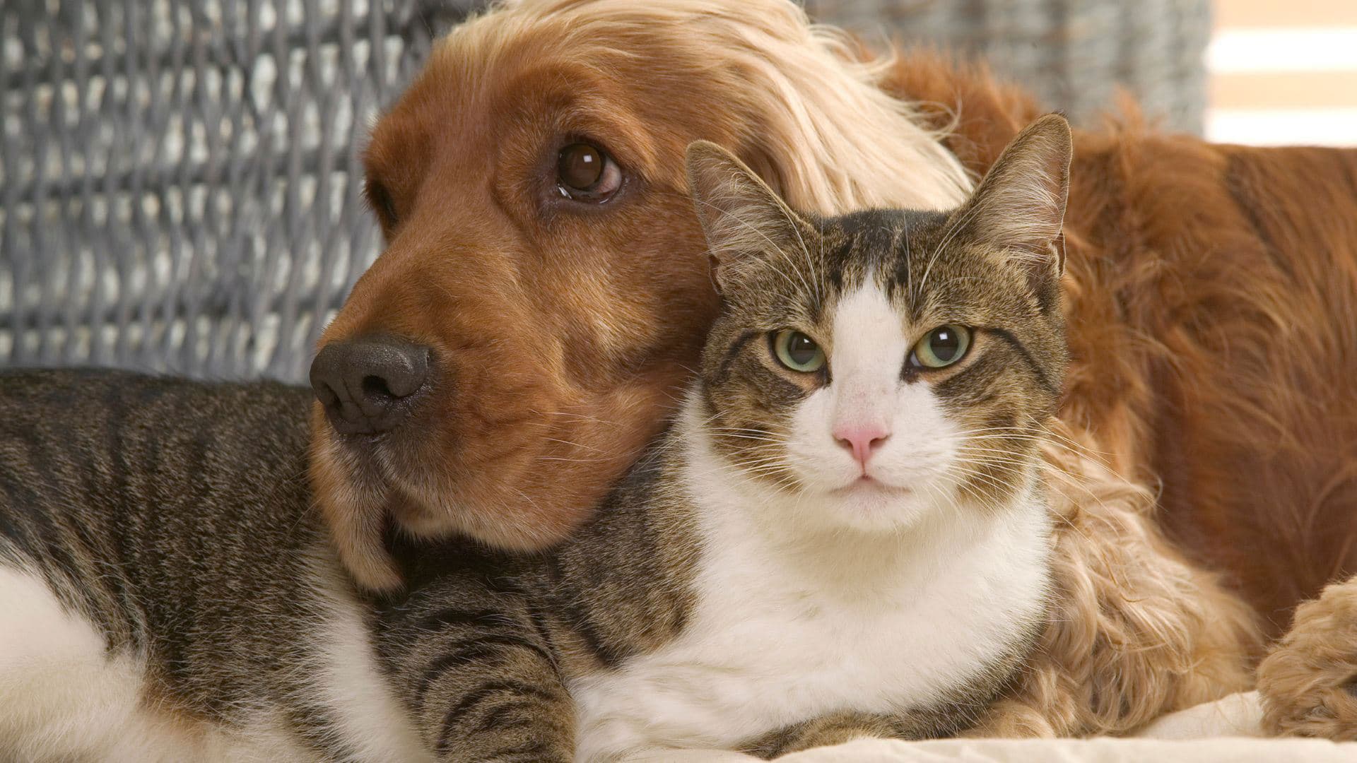 Fact Check: Dogs are better than cats as a pet