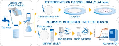 Fact Check: E.coli bacteria can be checked in a water sample using real time qPCR analysis
