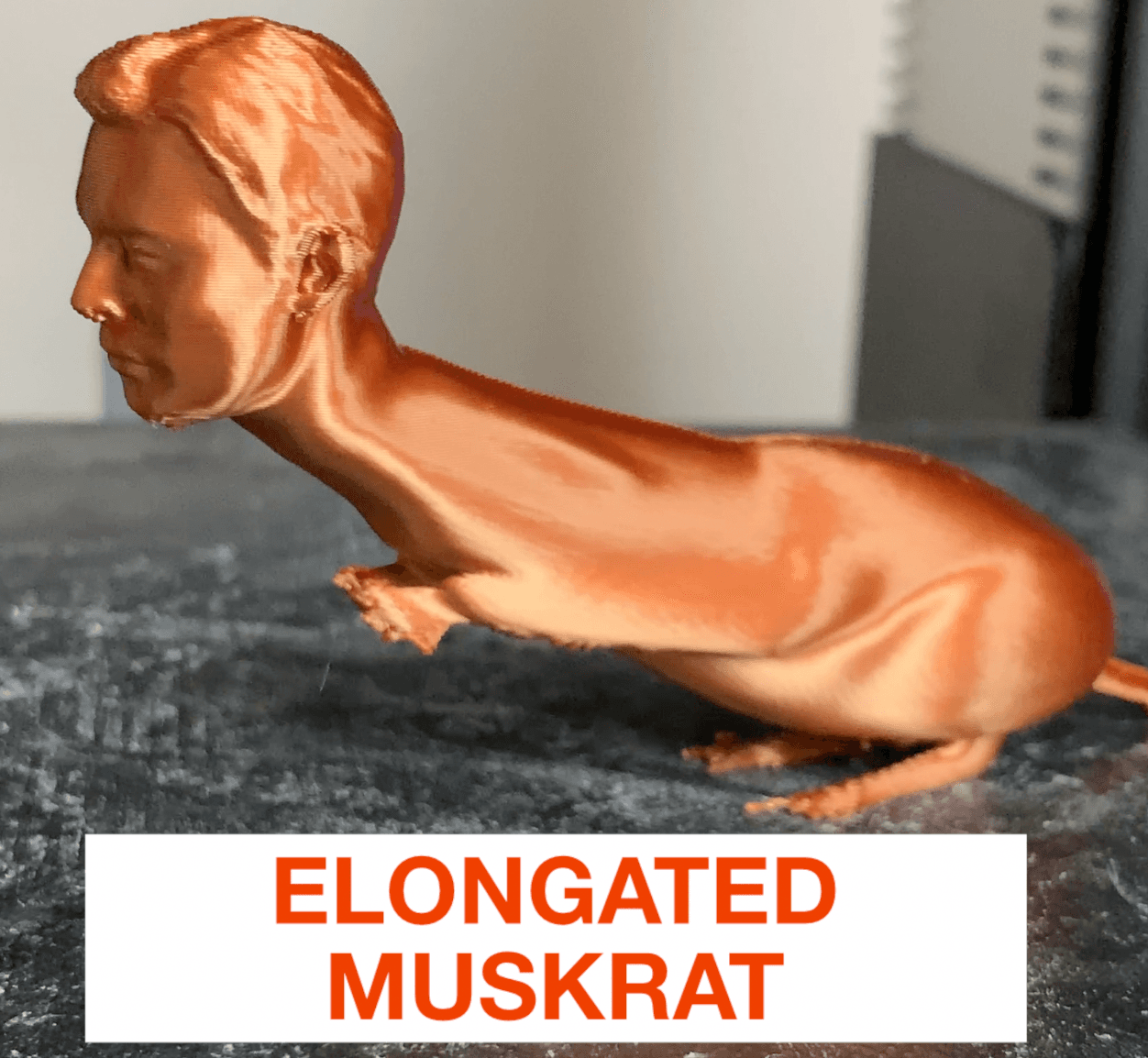 Fact Check: Elongated Muskrat