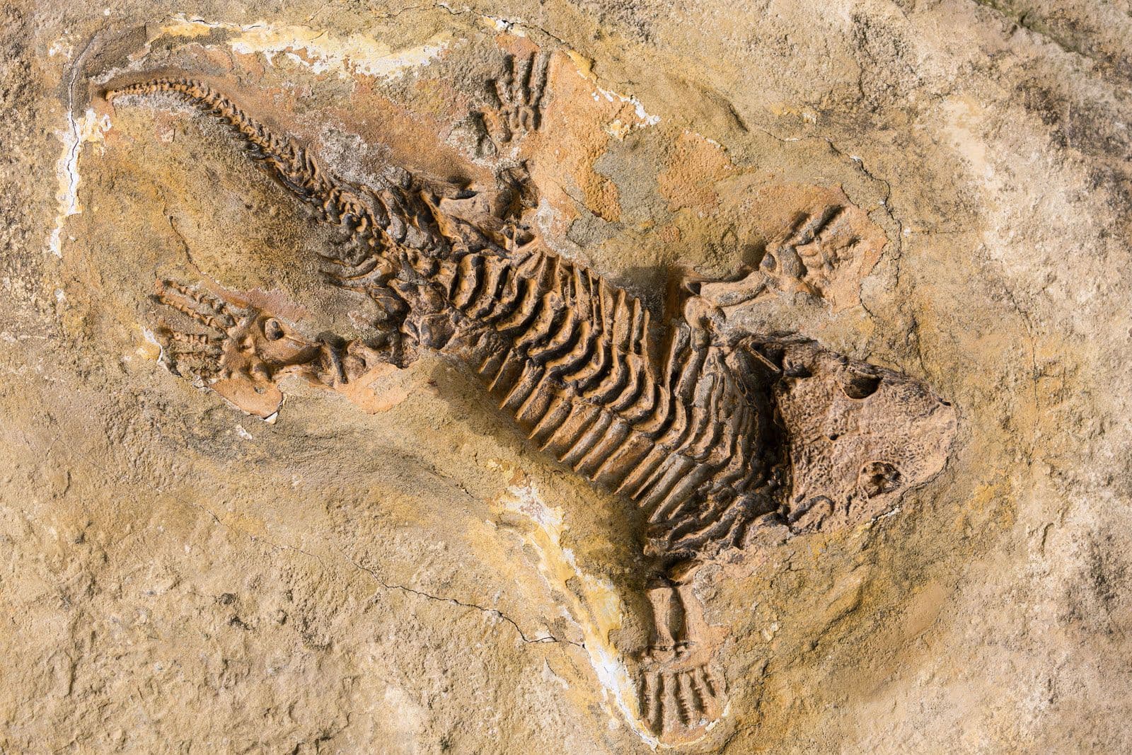 Fact Check: fossil fuels are not from fossils

