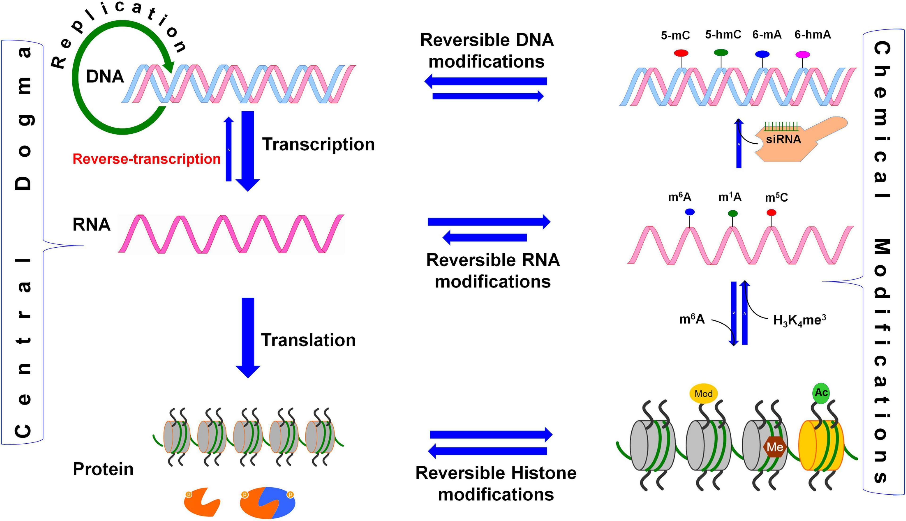 Fact Check: MRNA is bad