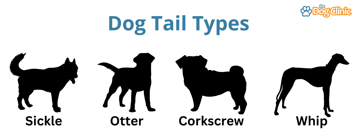 Fact Check: One time existed a dog with three tails