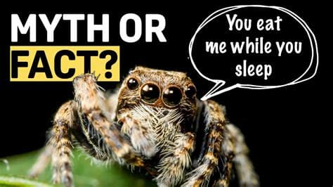 Fact Check: People eat spiders in their sleep