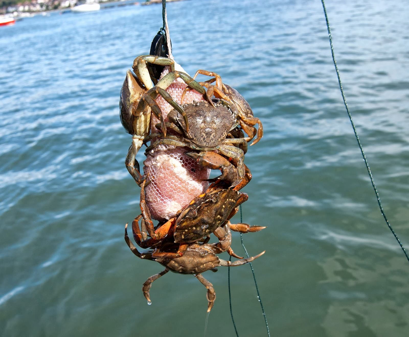 Fact Check: People who fish crabs can get asthma