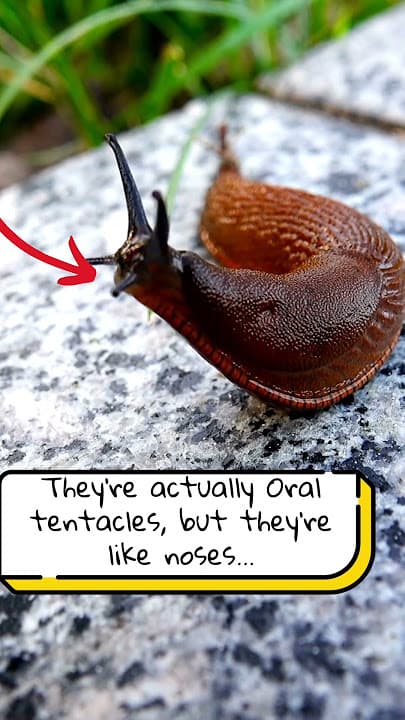 Fact Check: Slugs have two noses