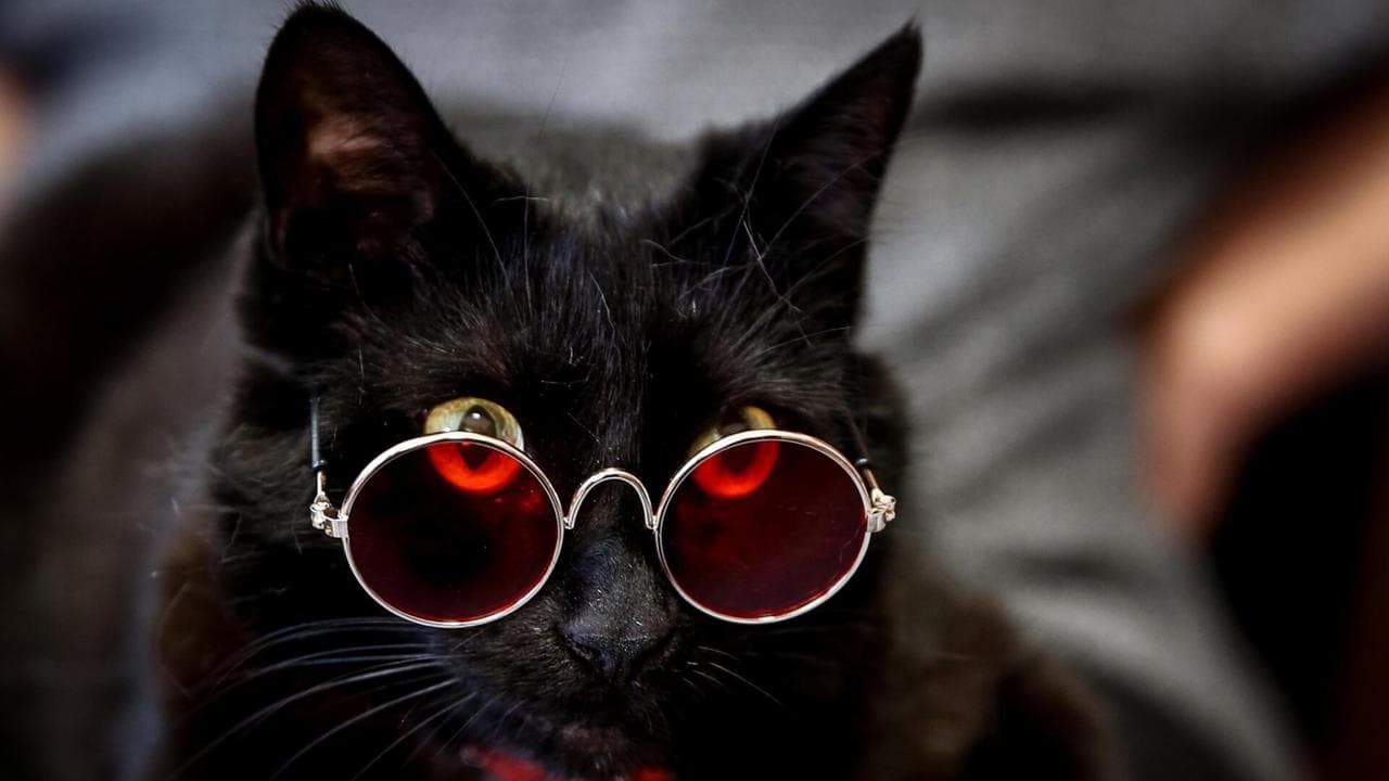 Fact Check: Teacher identifying as a cat i. Queensland