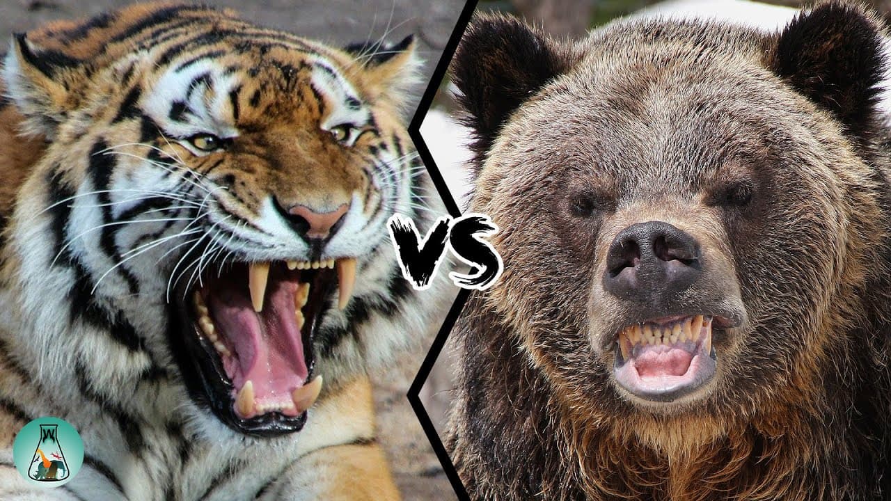 Fact Check: Tiger is better than Jaguar 