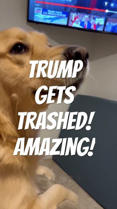 Fact Check: Trump hates dogs 