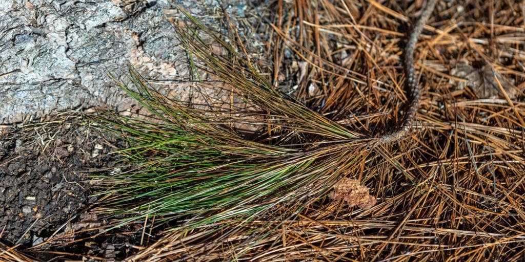 Fact Check: When pine needles fall onto the ground, they turn the soil acidic, preventing other trees from growing.