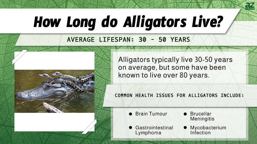 Fact Check Alligators can live up to 65 years in the wild